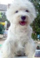 Cibeles de Summer Path